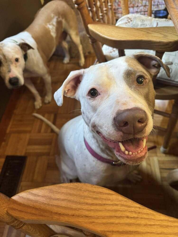 Poptart (25-117 D), Adoptable, Young Female Mixed Breed.