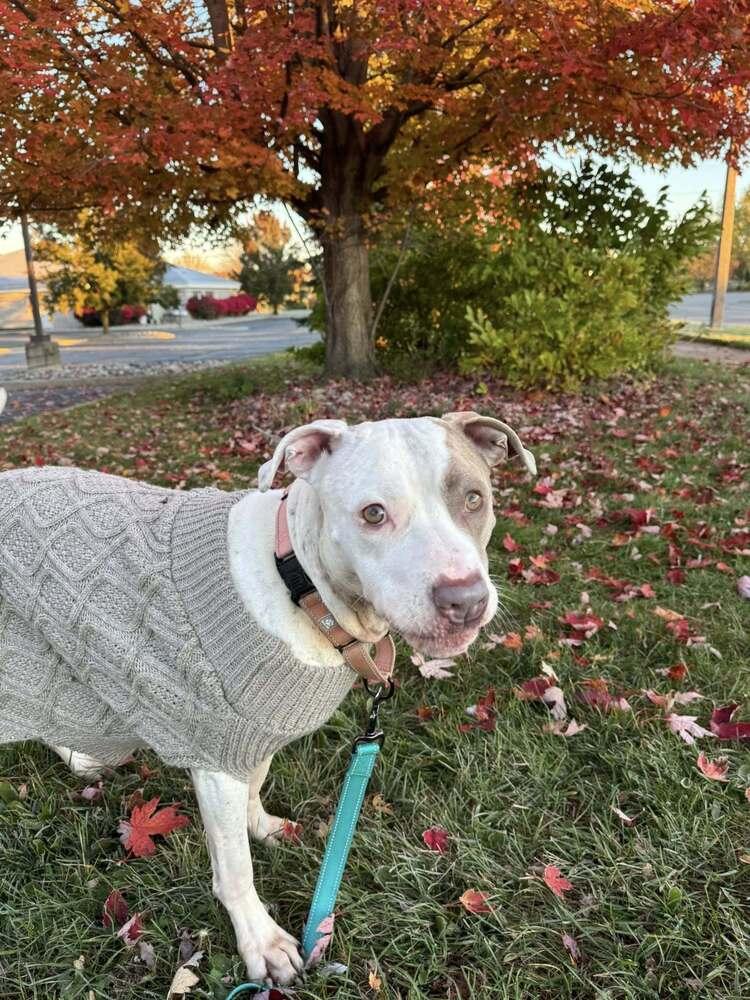 Enlarge Poptart (25-117 D), a Adoptable mixed breed in Lansing, MI image 2/6