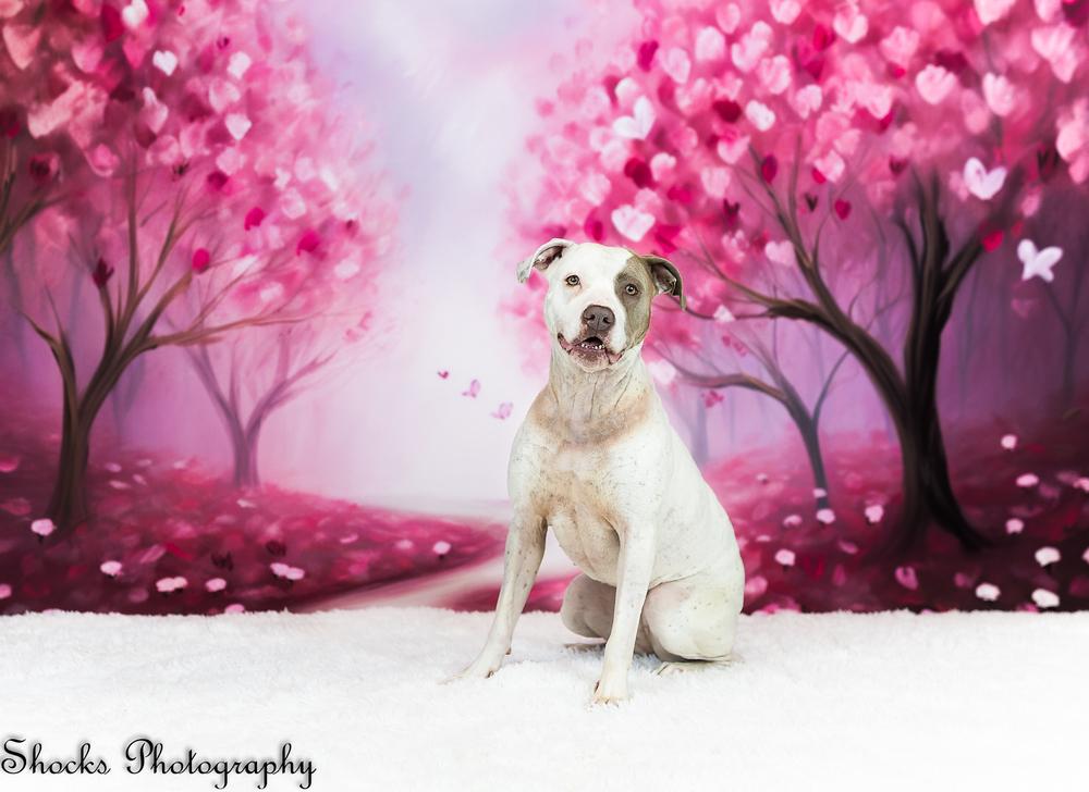 Enlarge Poptart (25-117 D), a Adoptable mixed breed in Lansing, MI image 3/6