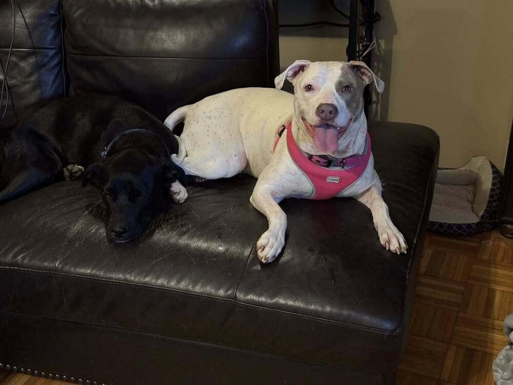 Enlarge Poptart (25-117 D), a Adoptable mixed breed in Lansing, MI image 5/6