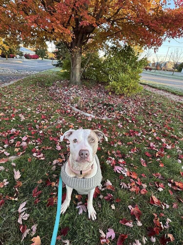 Enlarge Poptart (25-117 D), a Adoptable mixed breed in Lansing, MI image 6/6