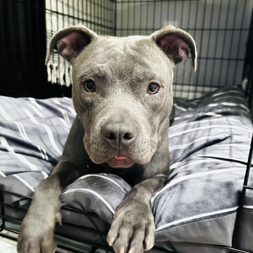 Enlarge Rita Hayworth, a Adoptable Pit Bull Terrier in Los Angeles, CA image 1/6