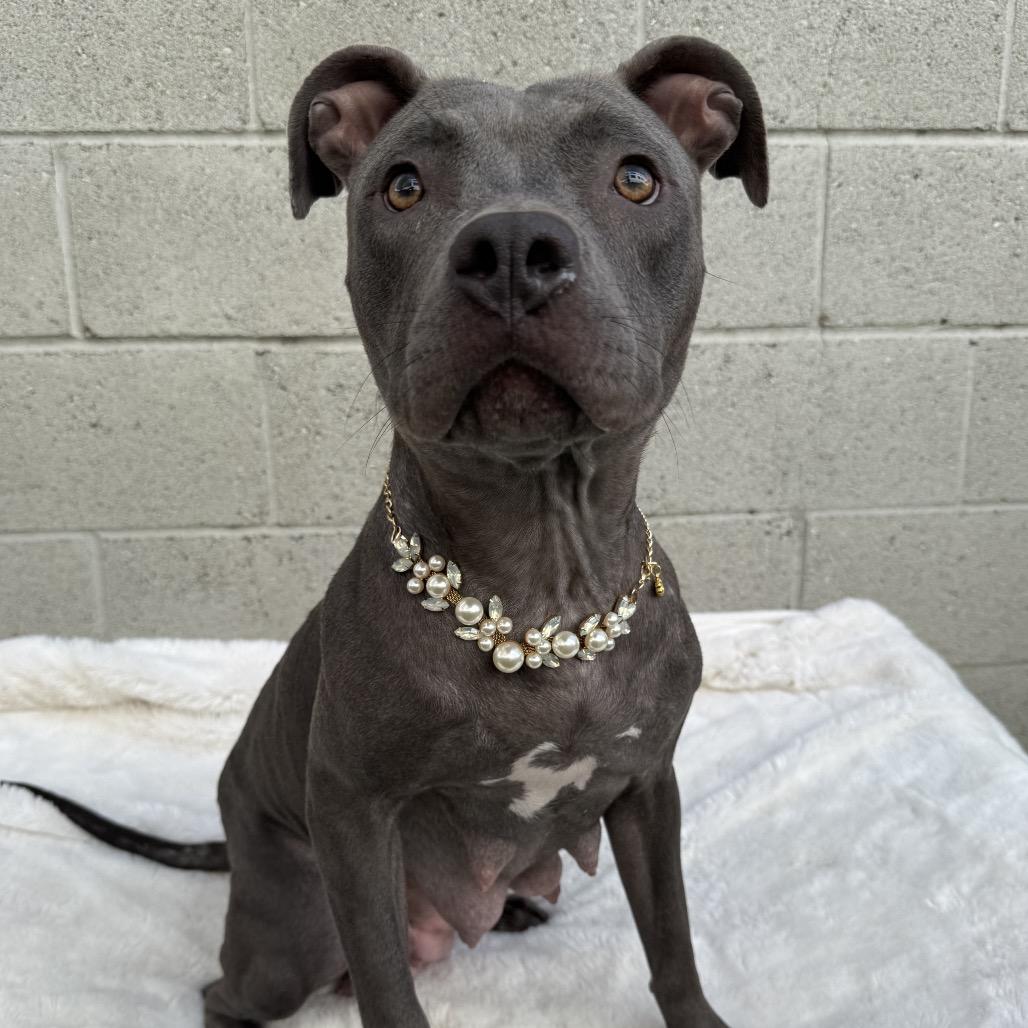 Enlarge Rita Hayworth, a Adoptable Pit Bull Terrier in Los Angeles, CA image 1/4