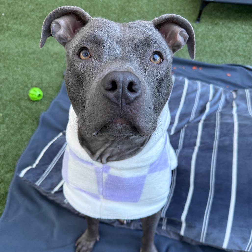 Enlarge Rita Hayworth, a Adoptable Pit Bull Terrier in Los Angeles, CA image 2/4