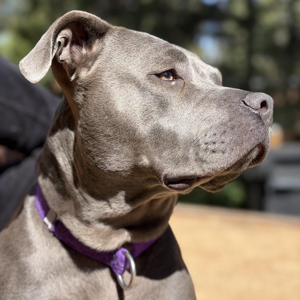 Enlarge Rita Hayworth, a Adoptable Pit Bull Terrier in Los Angeles, CA image 3/6