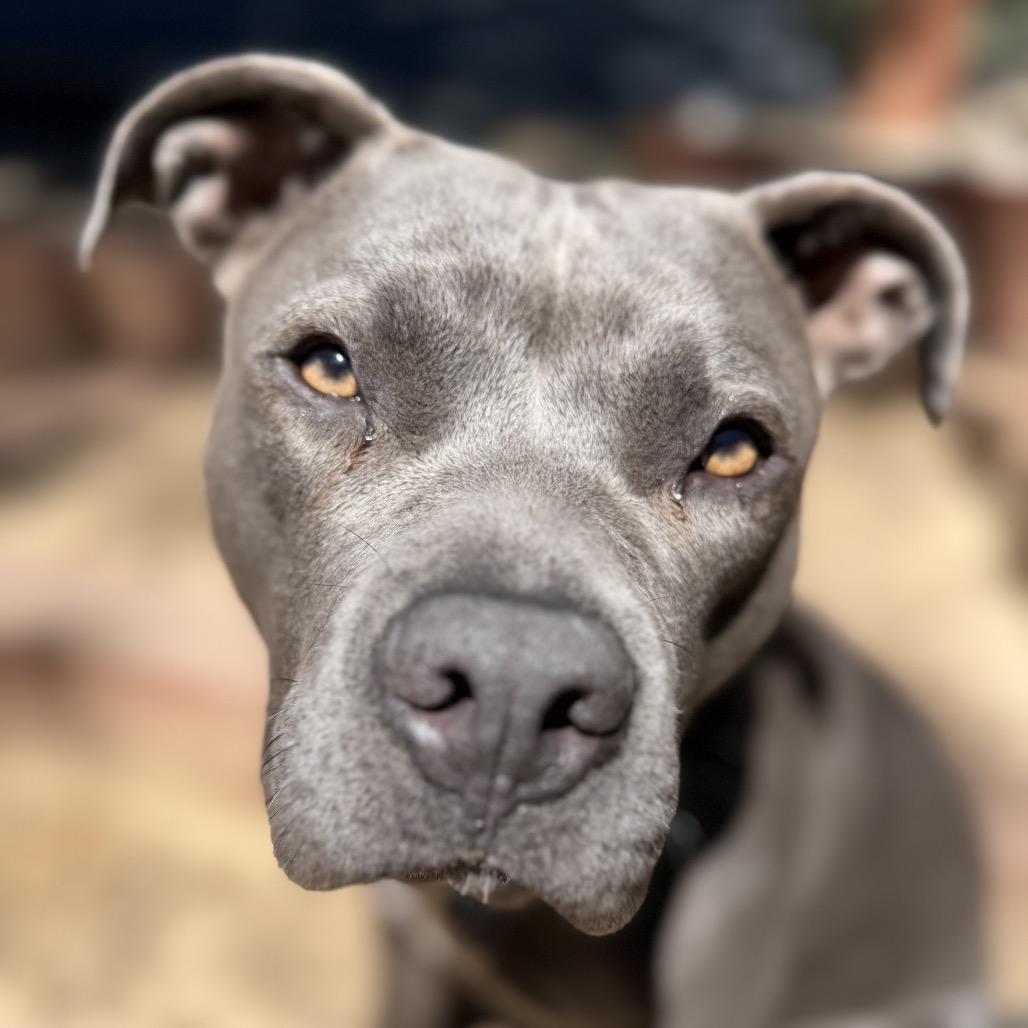 Enlarge Rita Hayworth, a Adoptable Pit Bull Terrier in Los Angeles, CA image 4/6