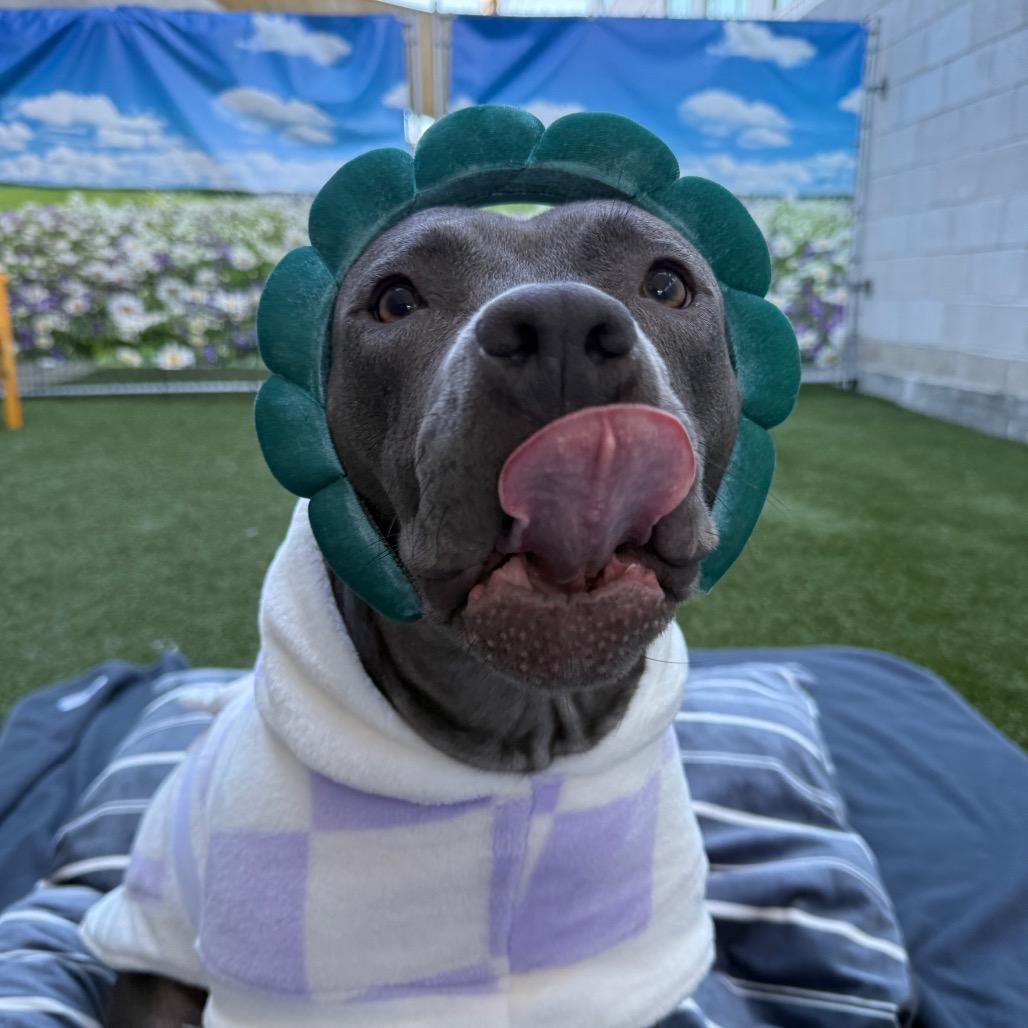 Enlarge Rita Hayworth, a Adoptable Pit Bull Terrier in Los Angeles, CA image 3/4