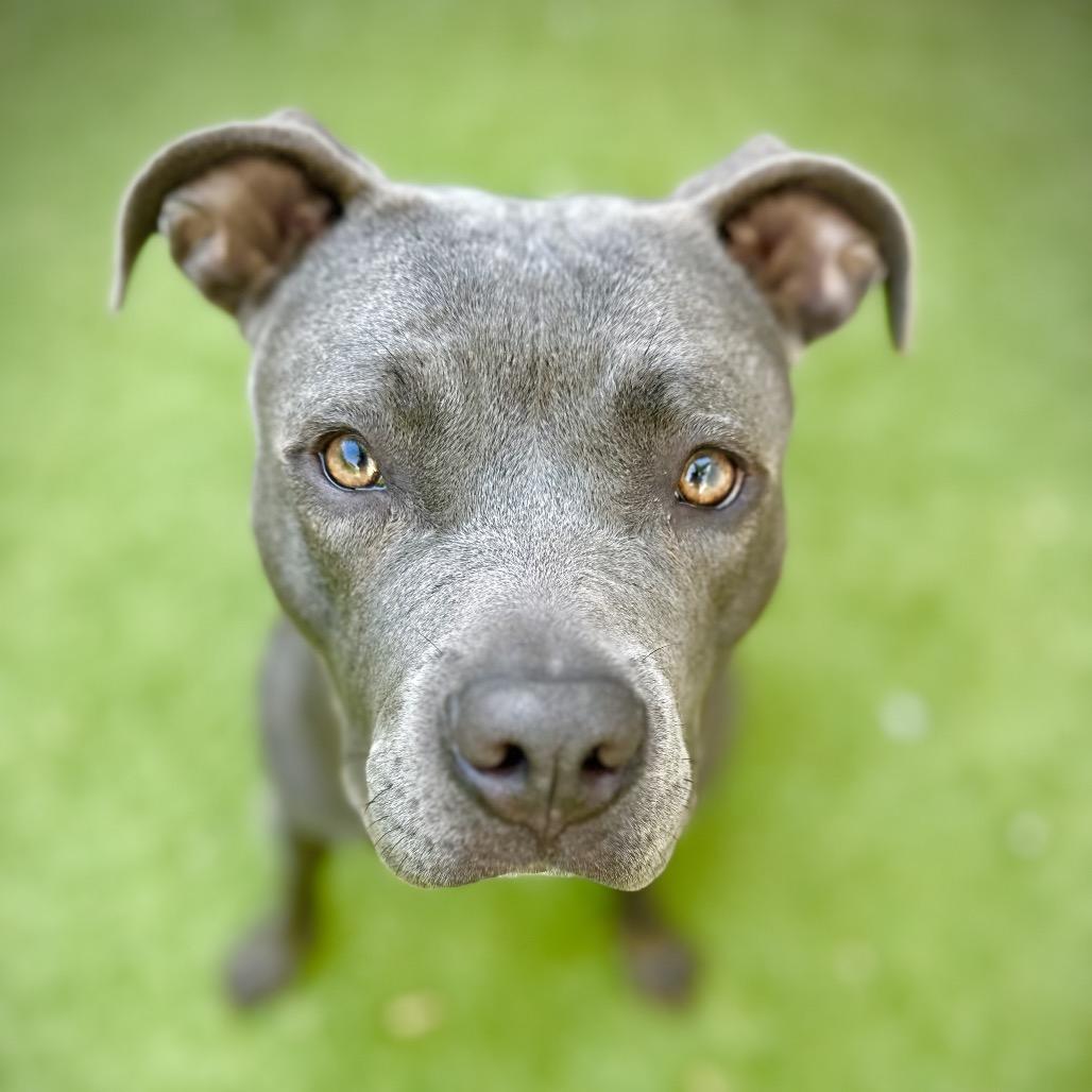 Enlarge Rita Hayworth, a Adoptable Pit Bull Terrier in Los Angeles, CA image 5/6