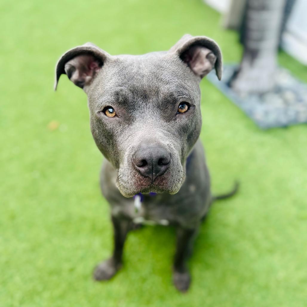 Enlarge Rita Hayworth, a Adoptable Pit Bull Terrier in Los Angeles, CA image 6/6