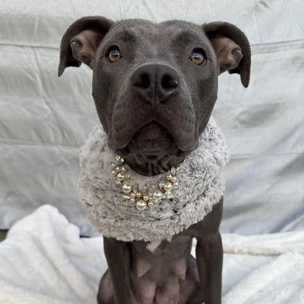 Enlarge Rita Hayworth, a Adoptable Pit Bull Terrier in Los Angeles, CA image 4/4