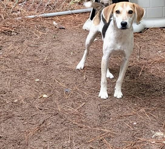 Enlarge Dixie, a Adoptable mixed breed in Petersburg, VA image 1/4