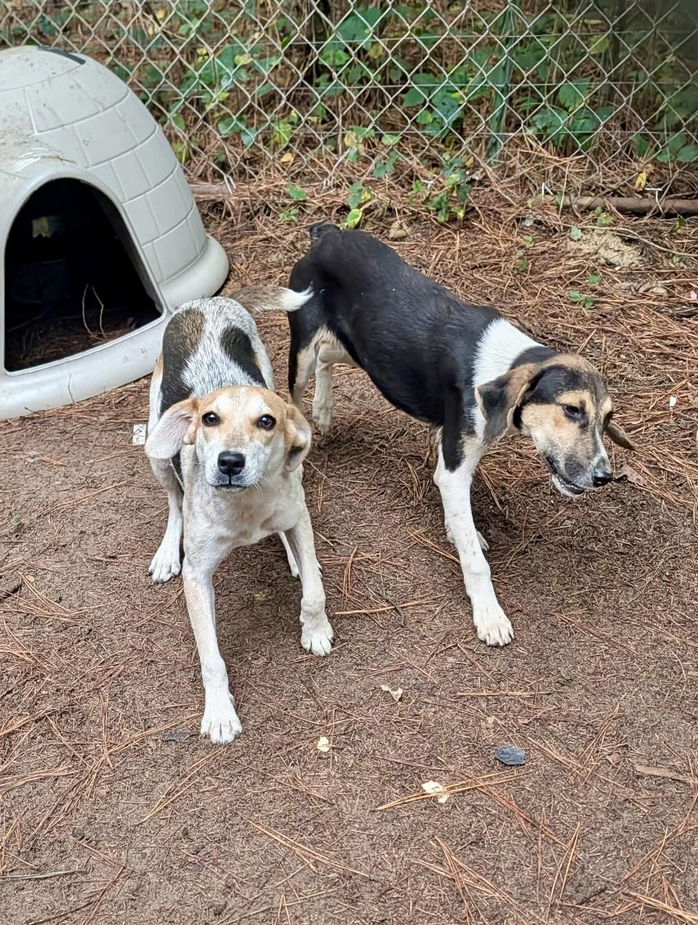 Enlarge Dixie, a Adoptable mixed breed in Petersburg, VA image 3/4