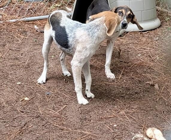 Enlarge Dixie, a Adoptable mixed breed in Petersburg, VA image 4/4
