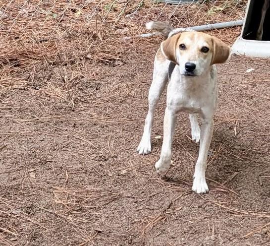 Enlarge Dixie, a Adoptable mixed breed in Petersburg, VA image 2/4