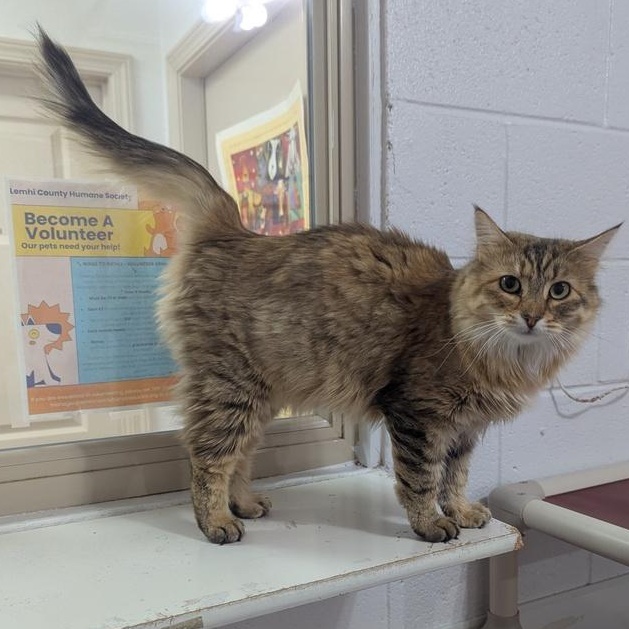 Luna, a ADOPTABLE mixed breed in Driggs, ID image 2/3