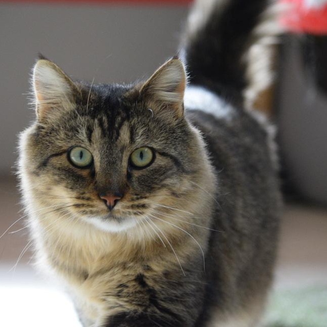 Luna, ADOPTABLE, Adult Female Domestic Long Hair & Tortoiseshell.