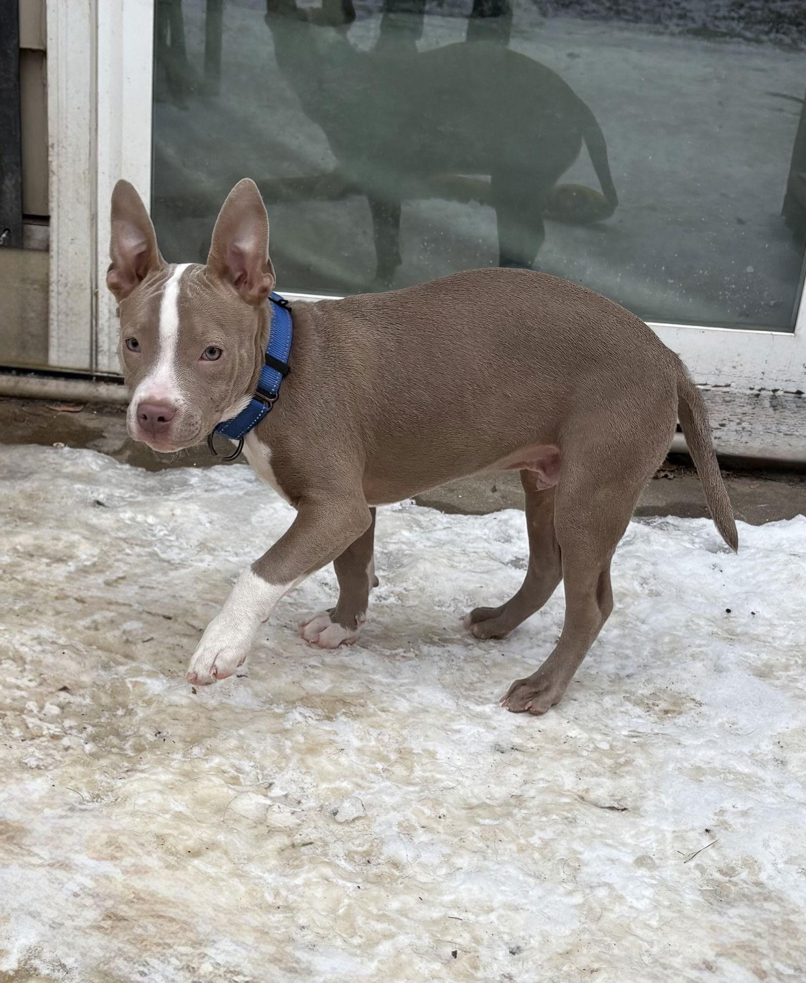 Steele, Adoptable, Young Male Pit Bull Terrier & Terrier.