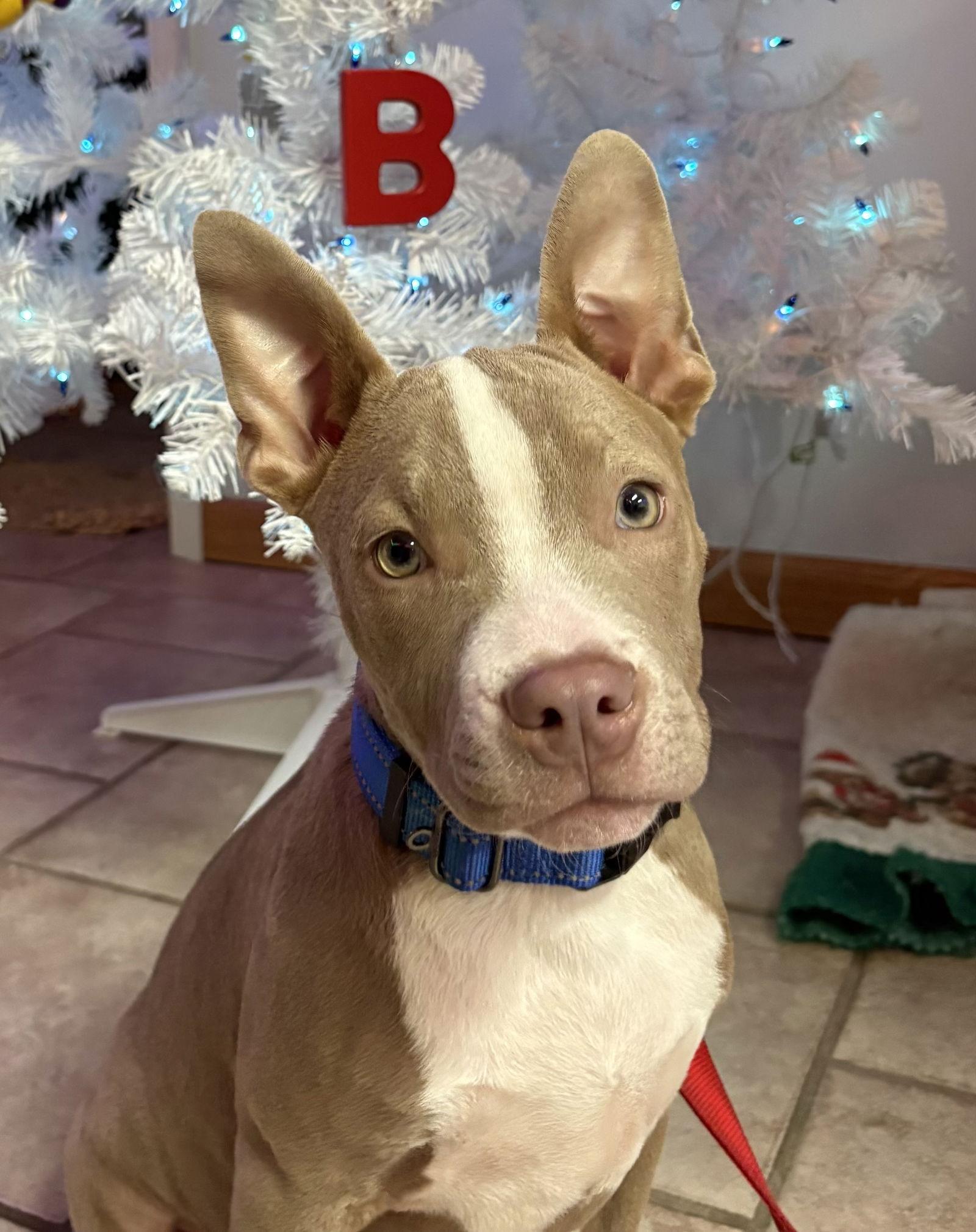 Steele, a Adoptable mixed breed in Omaha, NE image 2/3