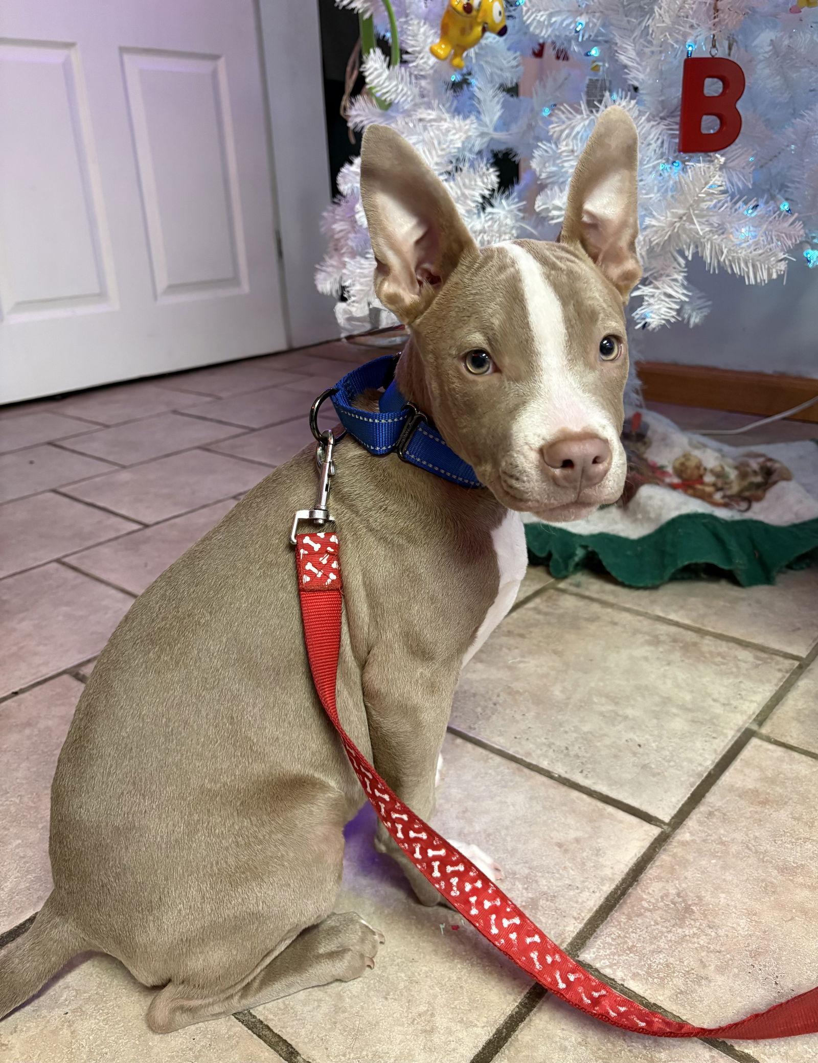 Steele, a Adoptable mixed breed in Omaha, NE image 3/3