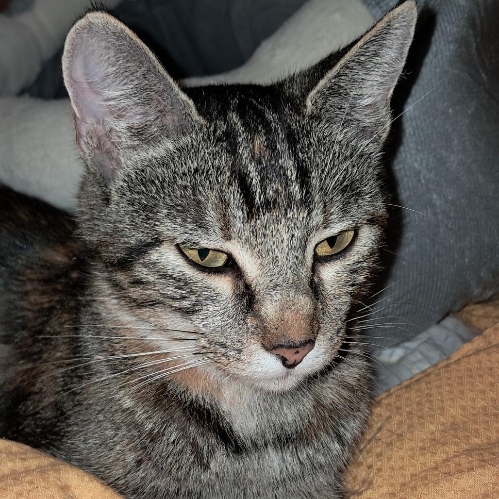 Cora, Adoptable, Young Female Domestic Short Hair.