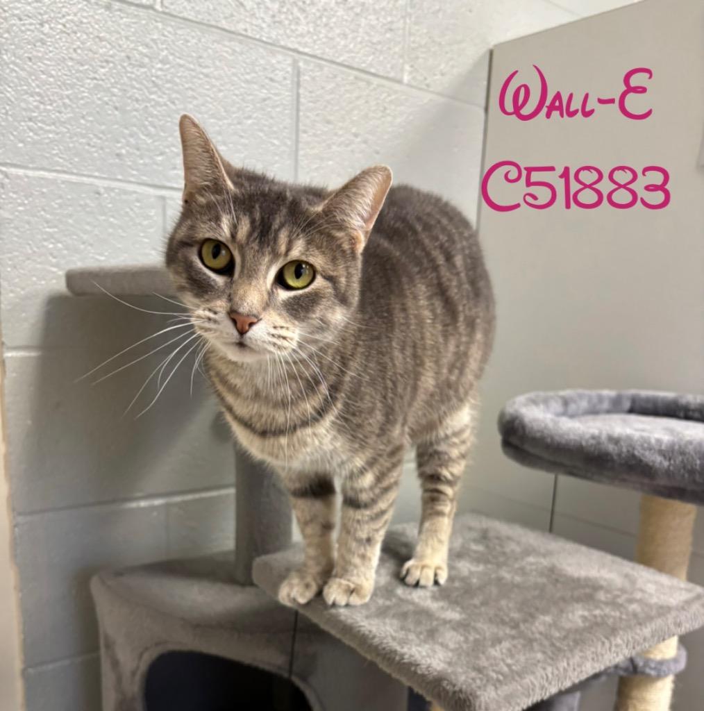 Wall-E, Adoptable, Senior Female Domestic Short Hair.