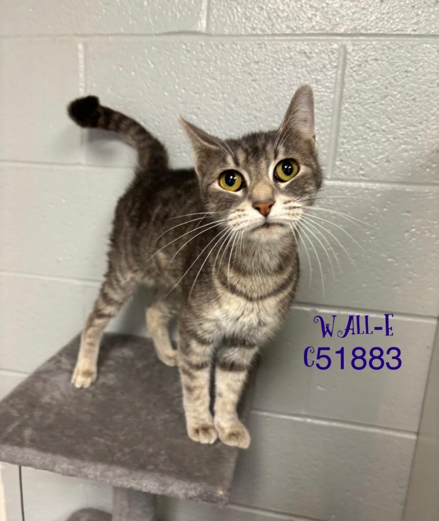 Wall-E, a Adoptable mixed breed in Clarksville, TN image 2/2