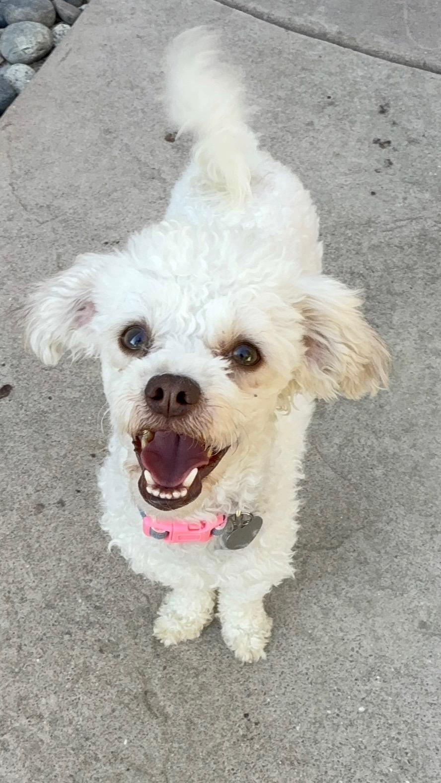 Lizzie, a Adoptable mixed breed in Danville, CA image 3/4