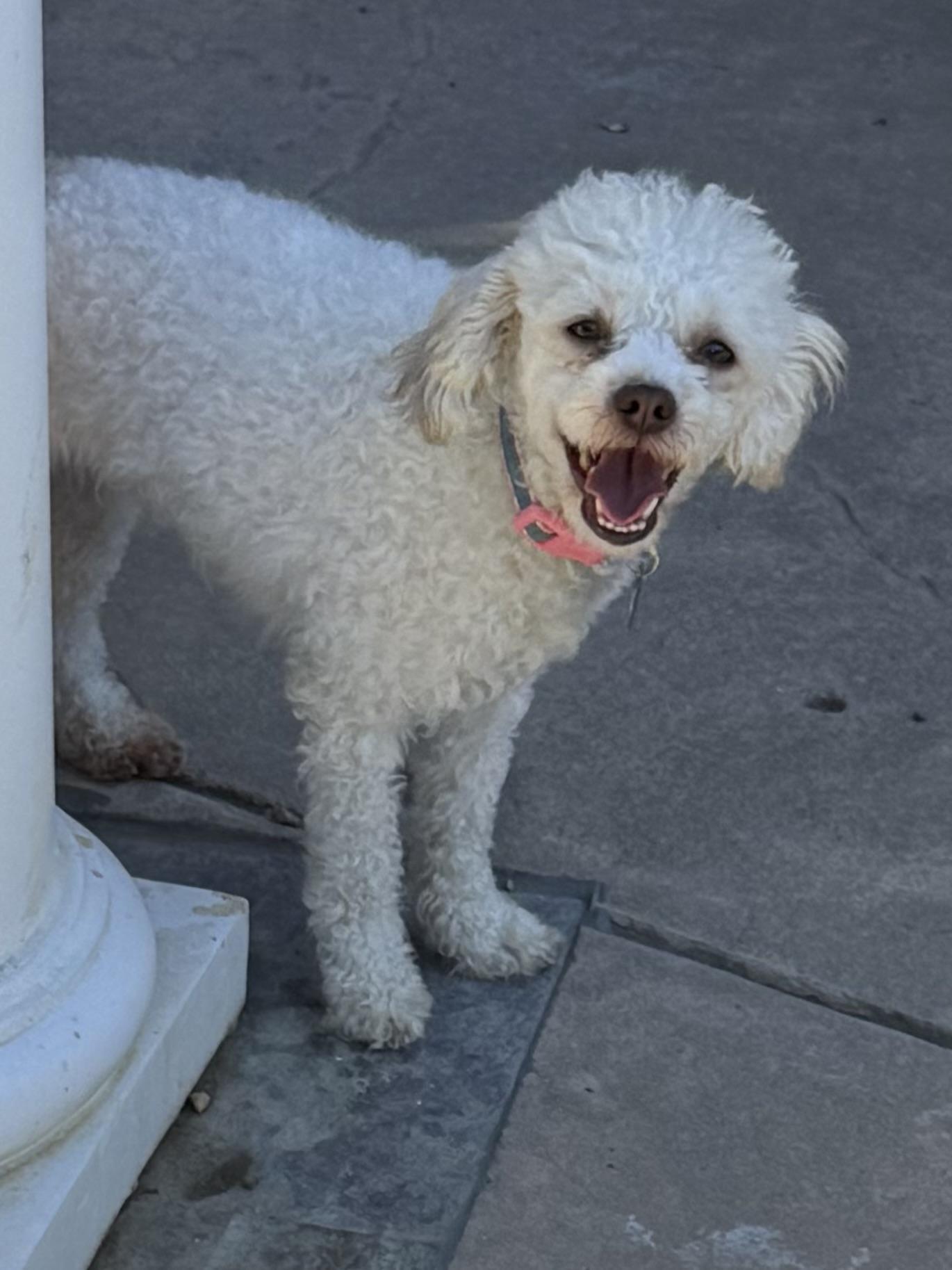 Lizzie, a Adoptable mixed breed in Danville, CA image 4/4