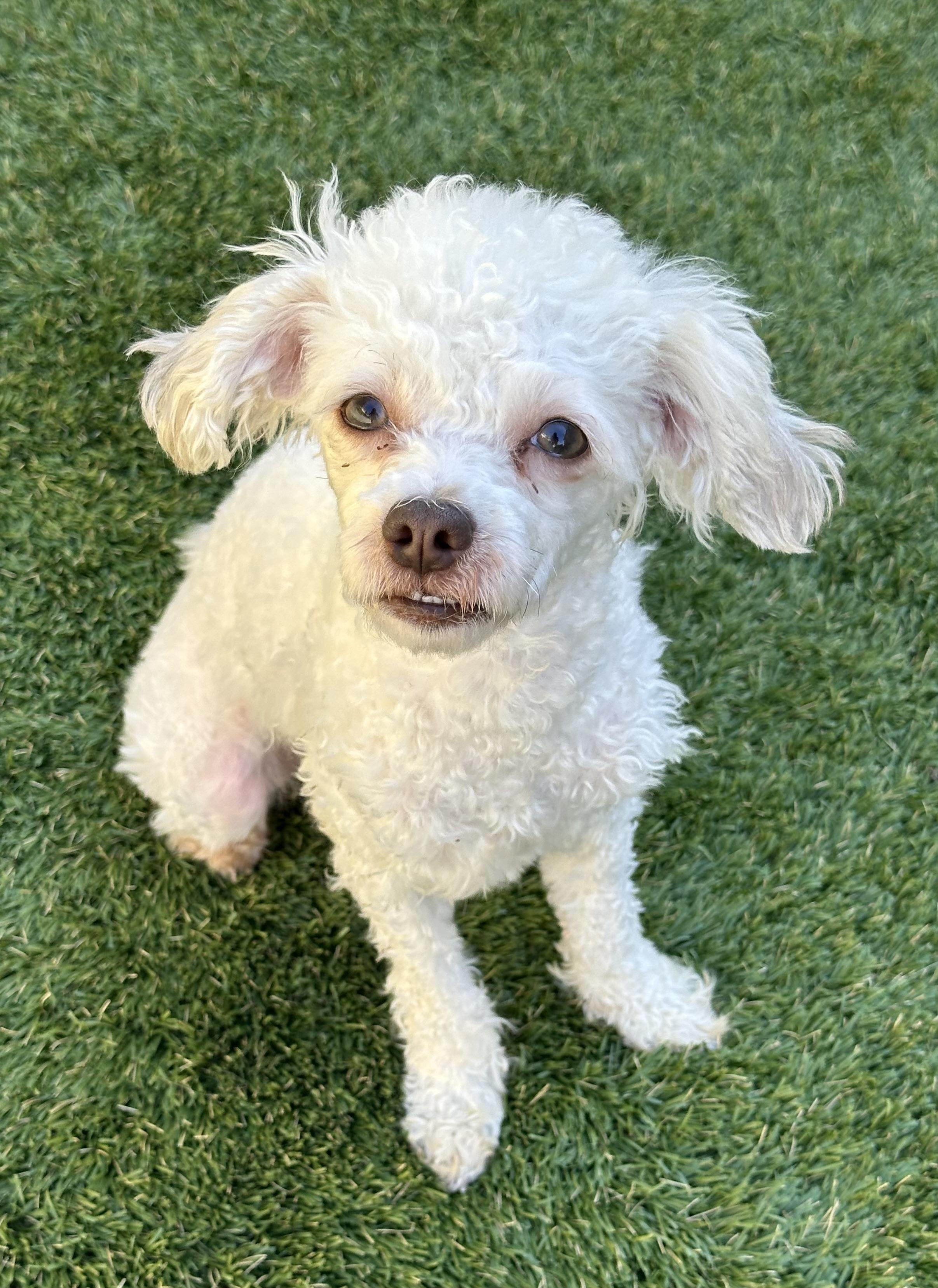 Lizzie, a Adoptable mixed breed in Danville, CA image 3/3