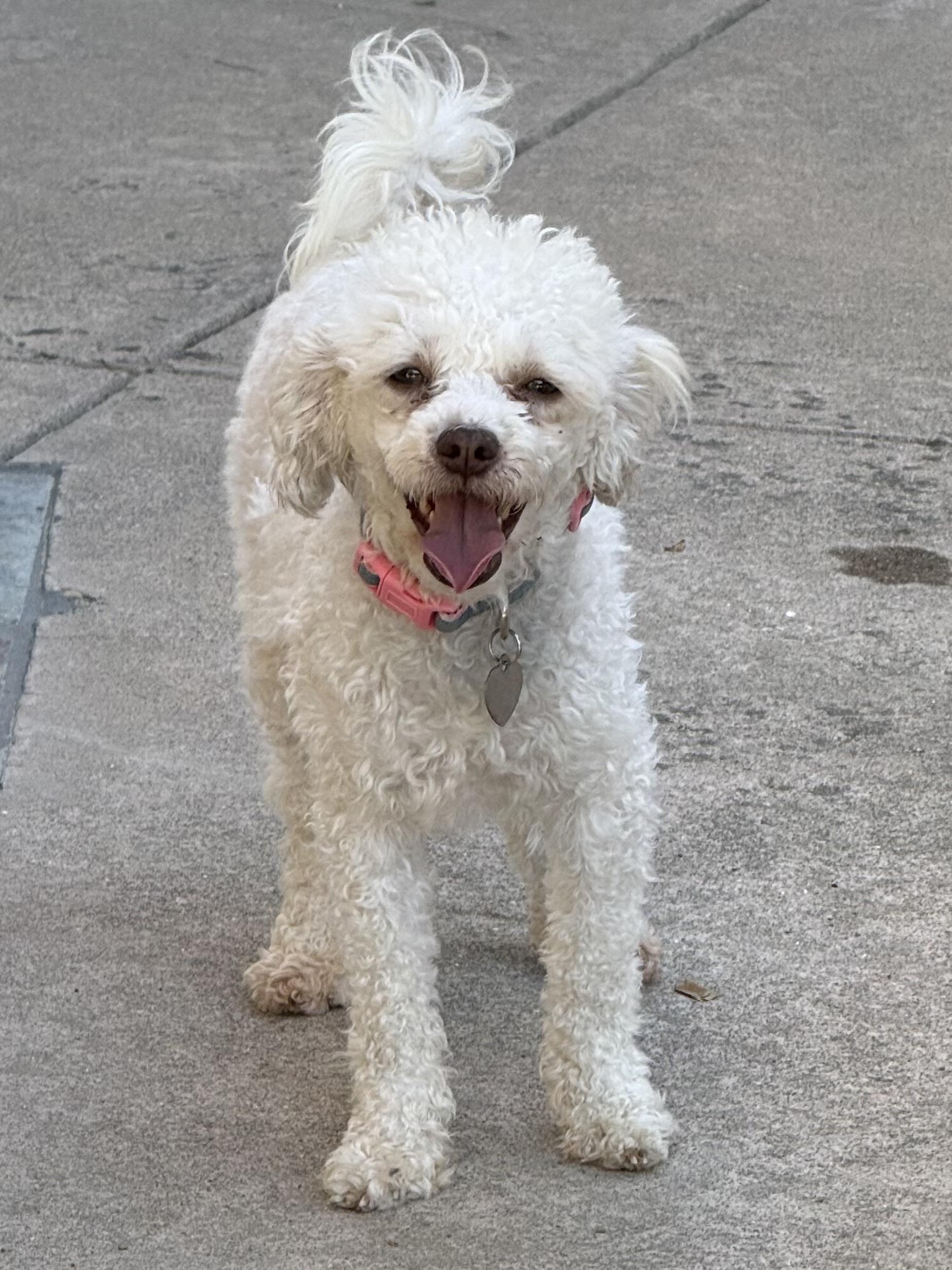 Lizzie, a Adoptable mixed breed in Danville, CA image 1/4