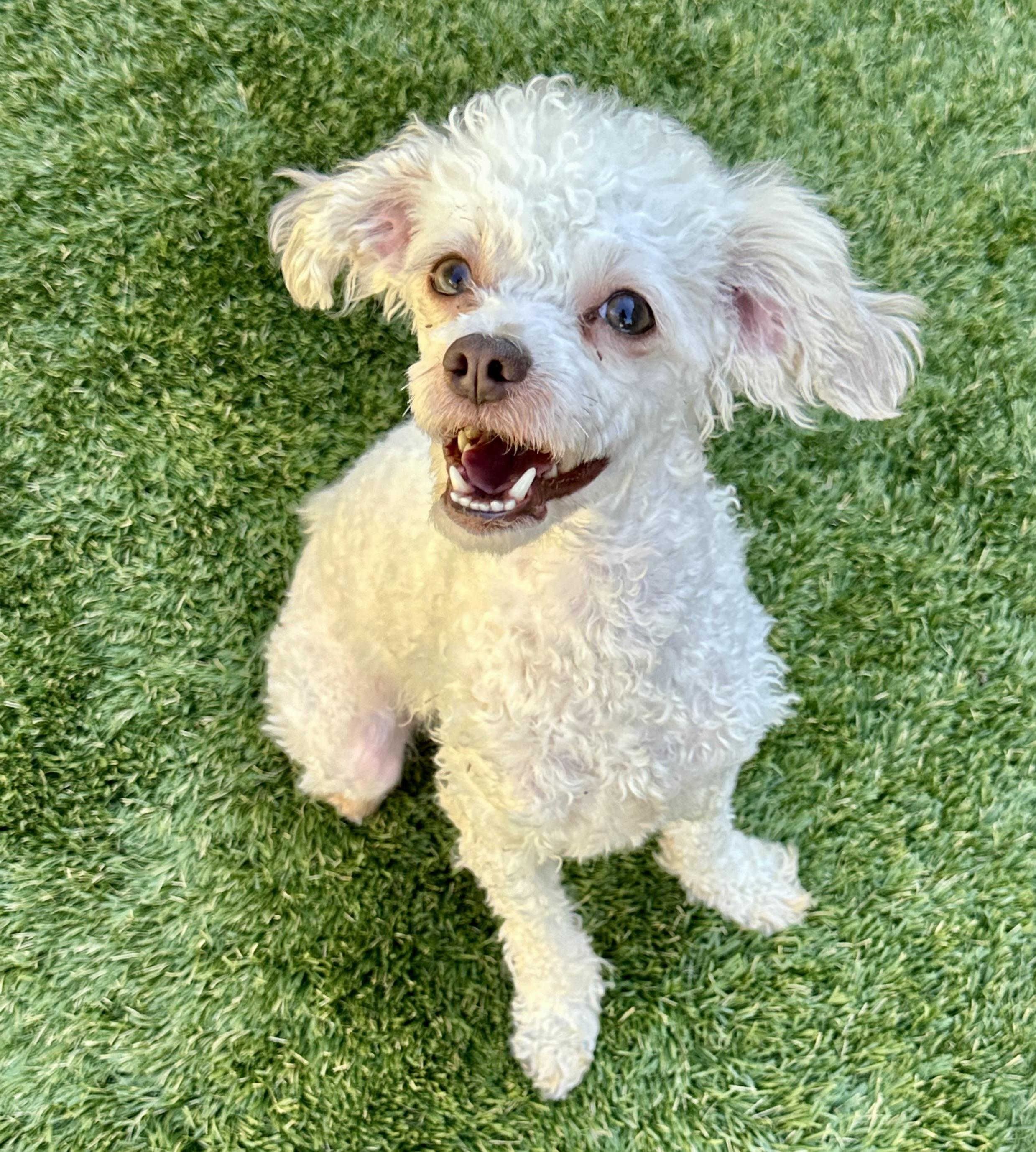 Lizzie, a Adoptable mixed breed in Danville, CA image 1/3
