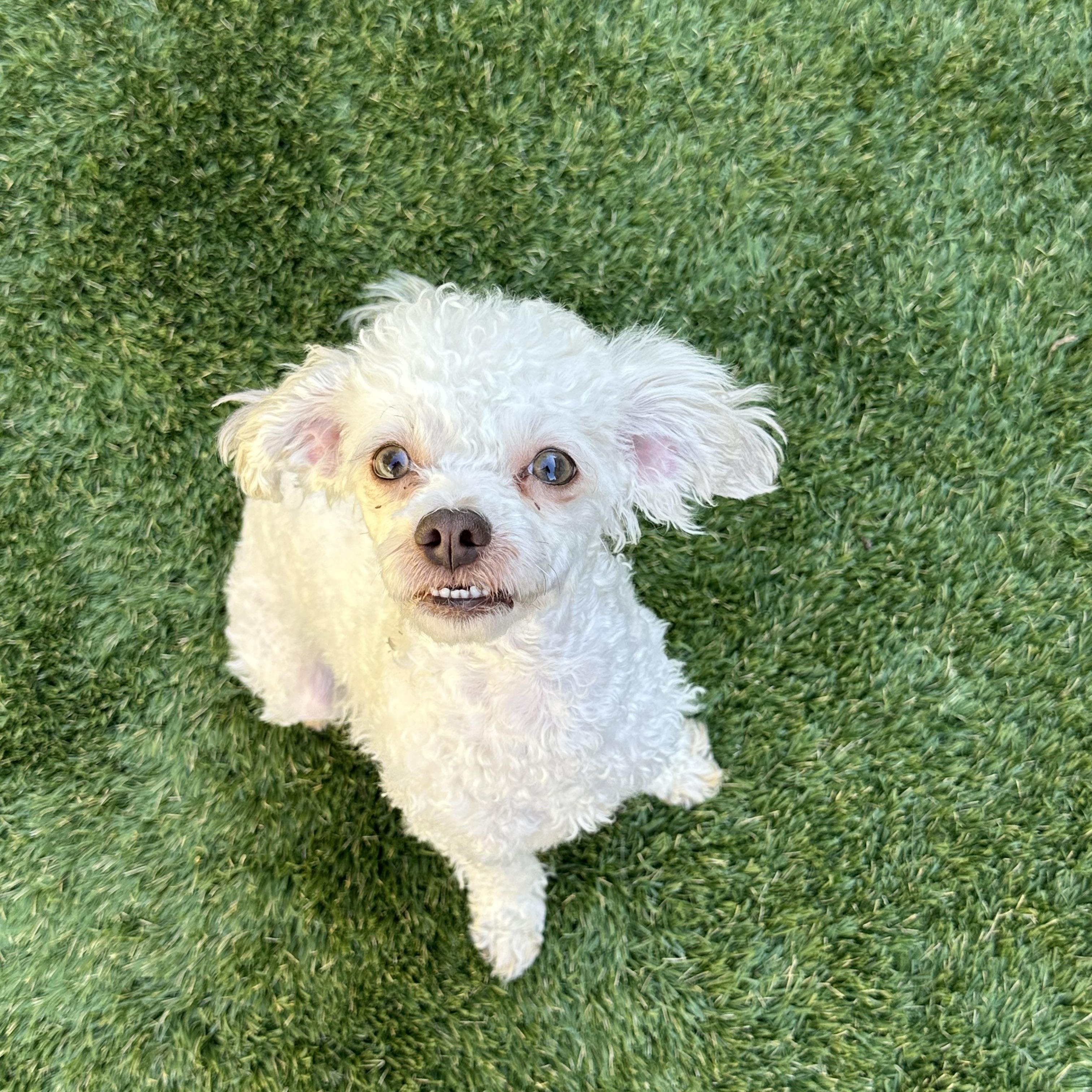 Lizzie, a Adoptable mixed breed in Danville, CA image 2/3