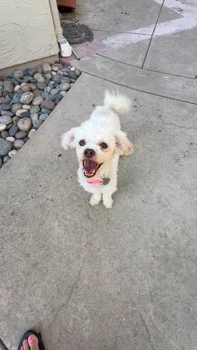 Enlarge Lizzie, a Adoptable mixed breed in Danville, CA video 2/4