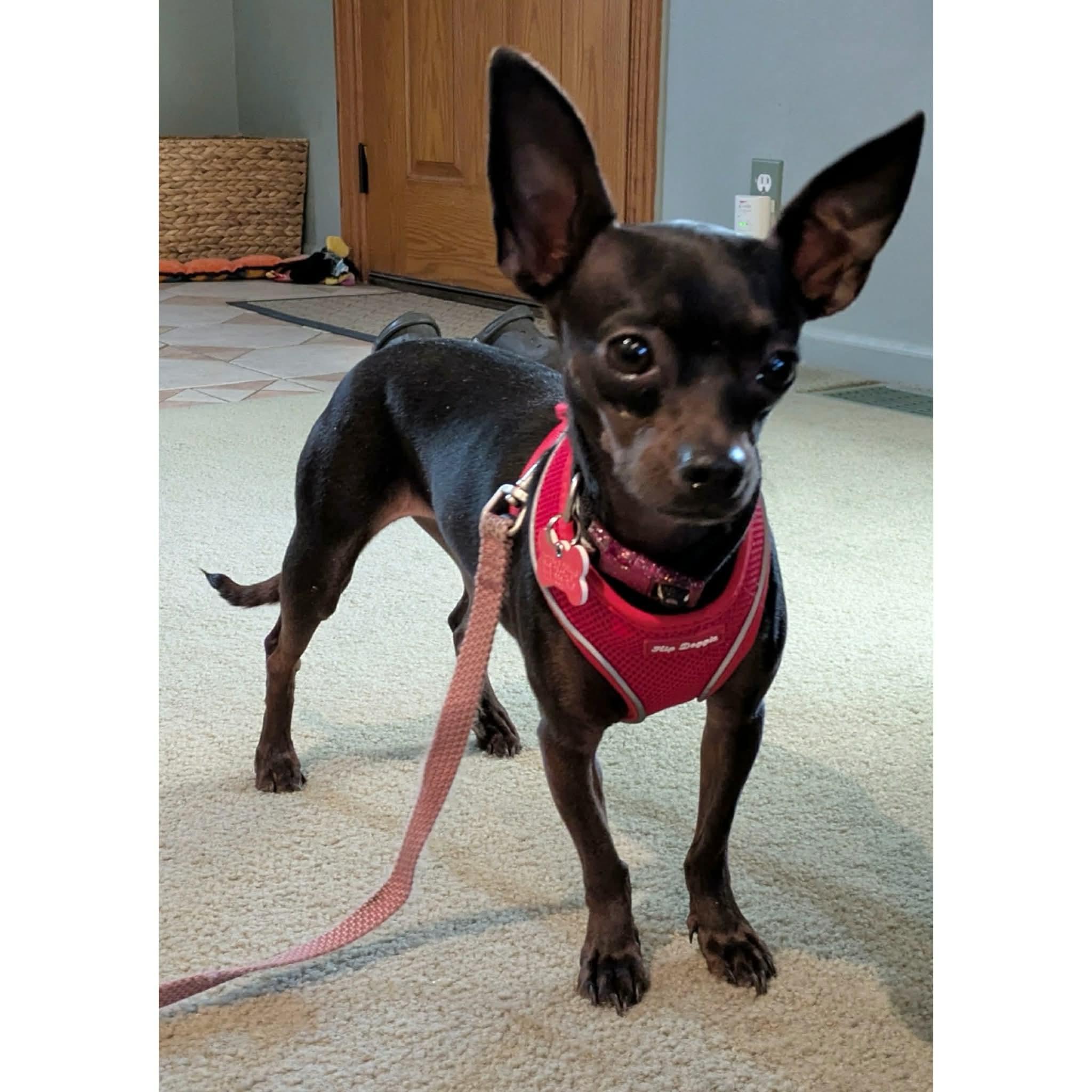 Enlarge Cotton, a ADOPTABLE Chihuahua in Boulder, CO image 4/6