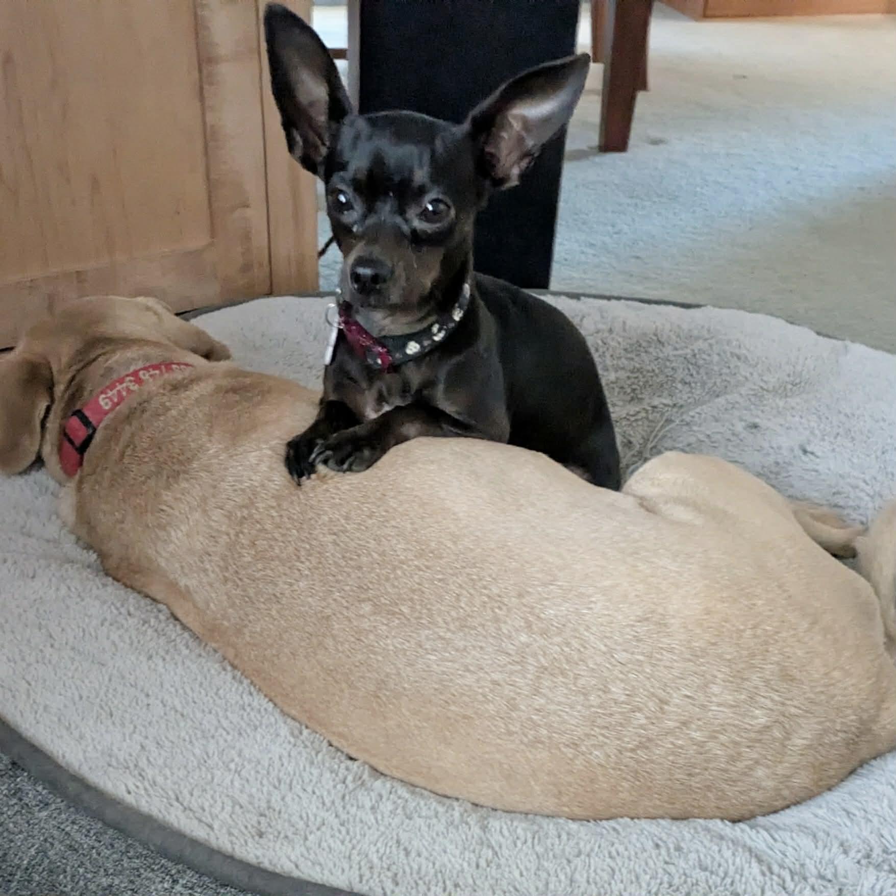 Enlarge Cotton, a ADOPTABLE Chihuahua in Boulder, CO image 6/6