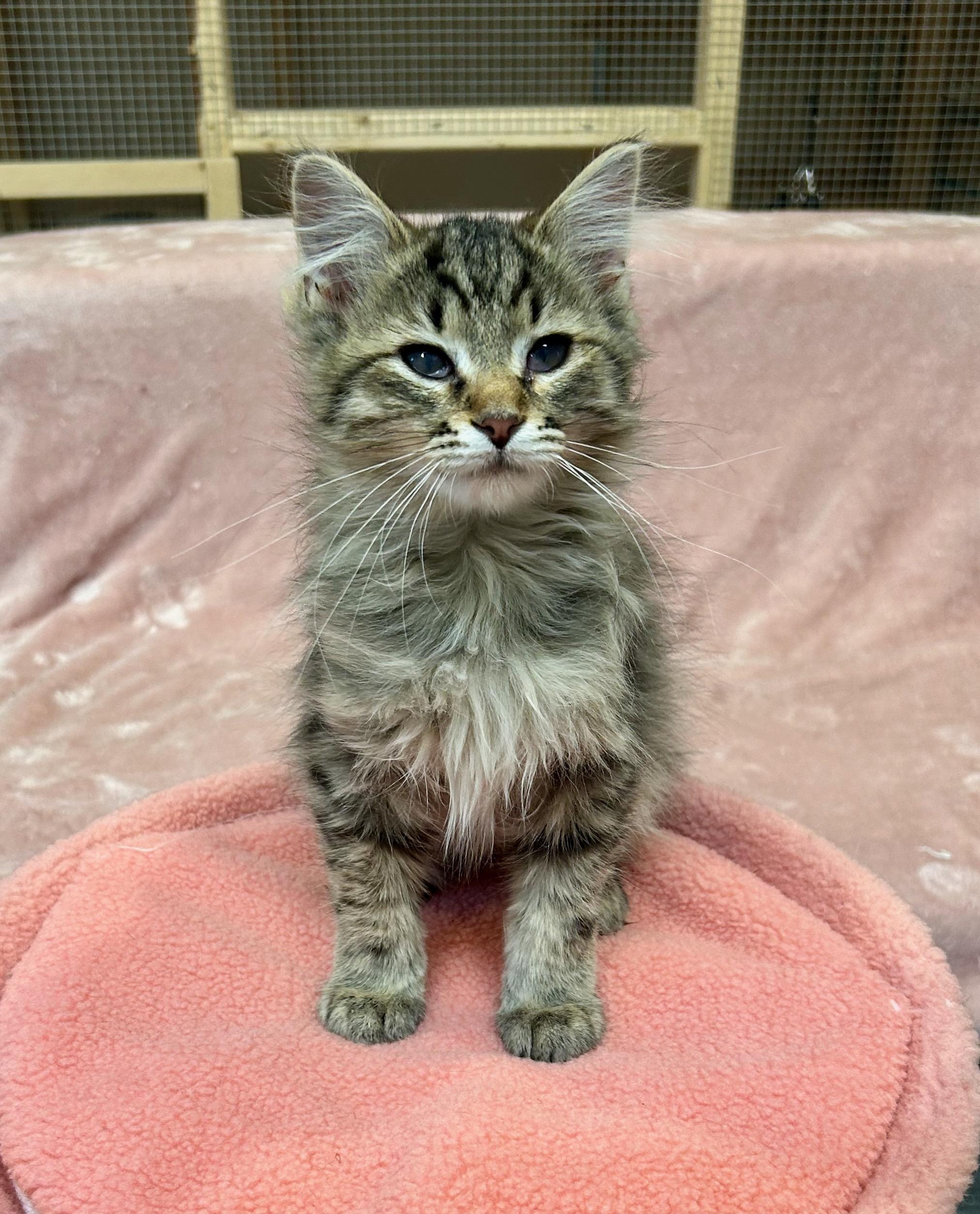 Heff, adopted, Young Male Tiger.