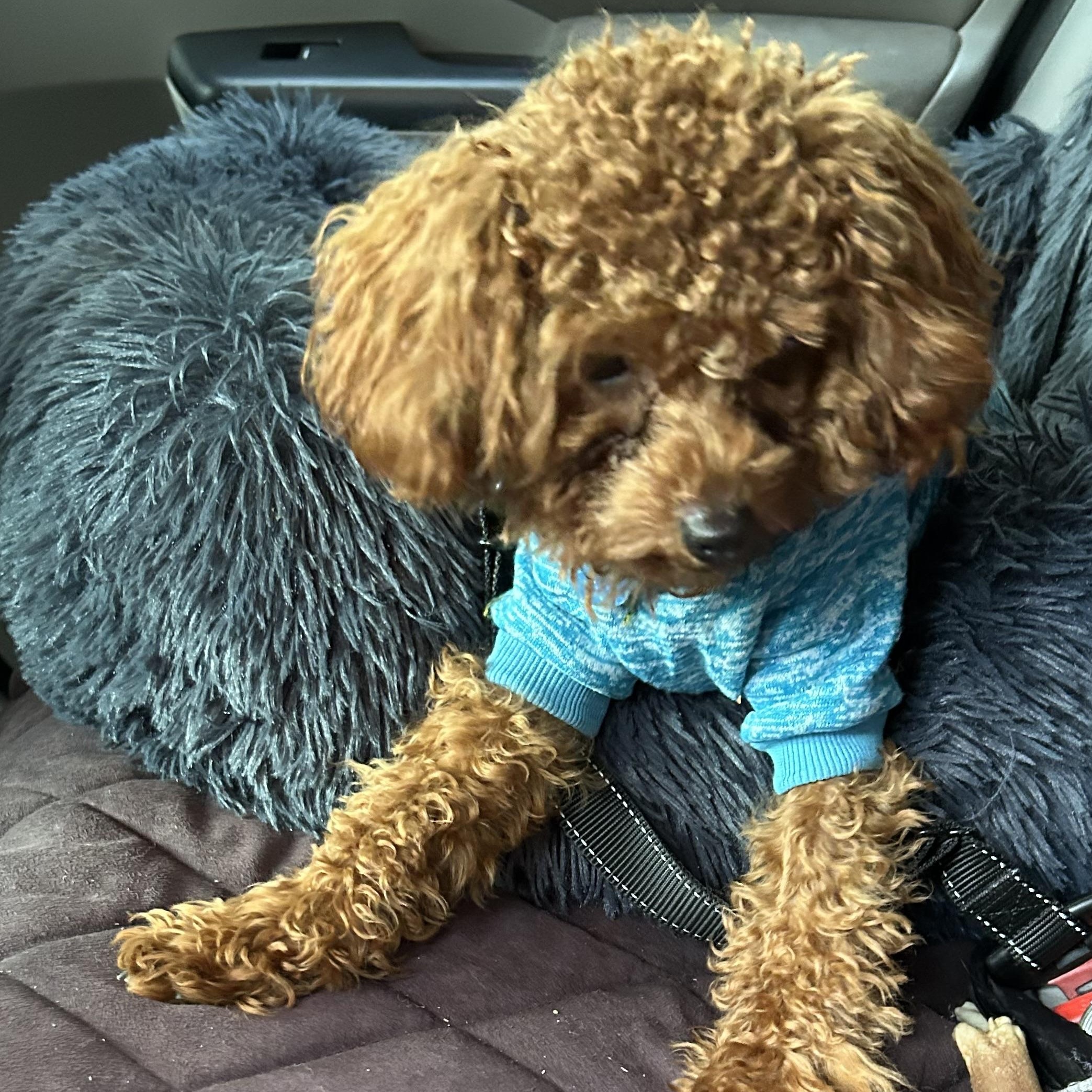 Enlarge Maisie-Courtesy Posting!, a Adopted Poodle in Somerville, MA image 4/6