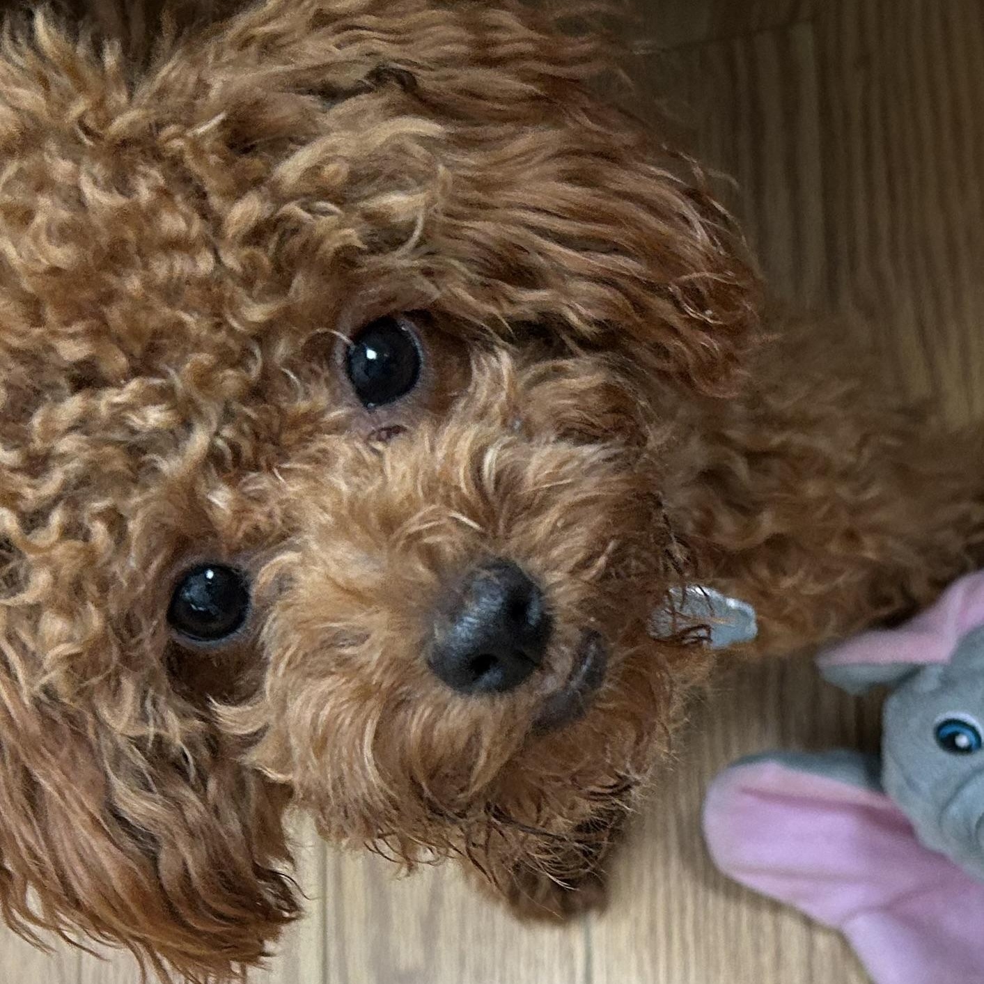 Maisie-Courtesy Posting!, Adopted, Puppy Female Poodle.