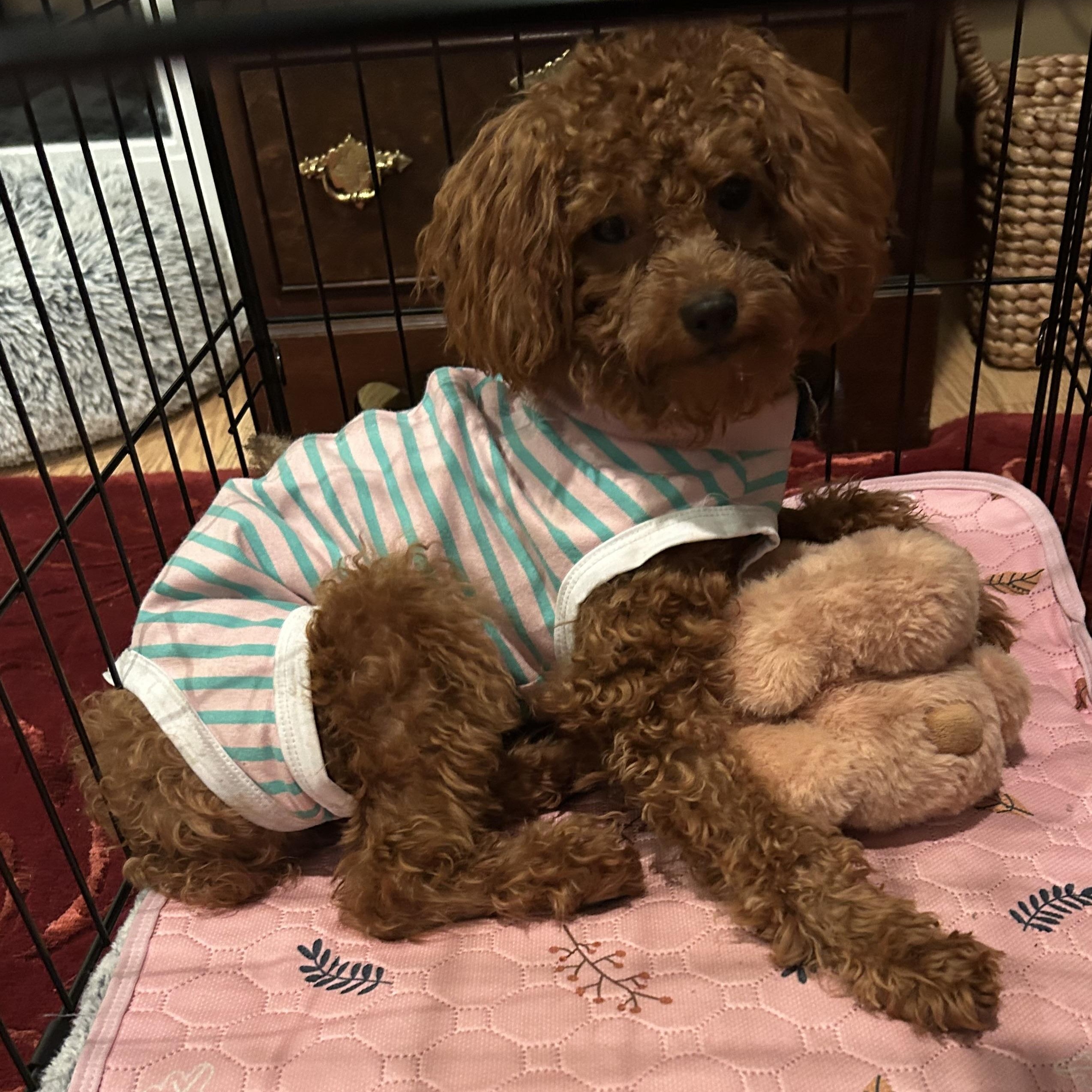 Enlarge Maisie-Courtesy Posting!, a Adopted Poodle in Somerville, MA image 6/6