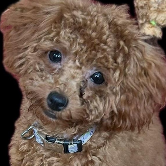 Enlarge Maisie-Courtesy Posting!, a Adopted Poodle in Somerville, MA image 2/6