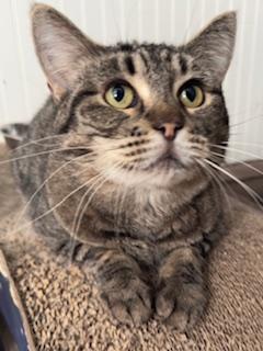 Luna, Adoptable, Adult Female Domestic Short Hair.