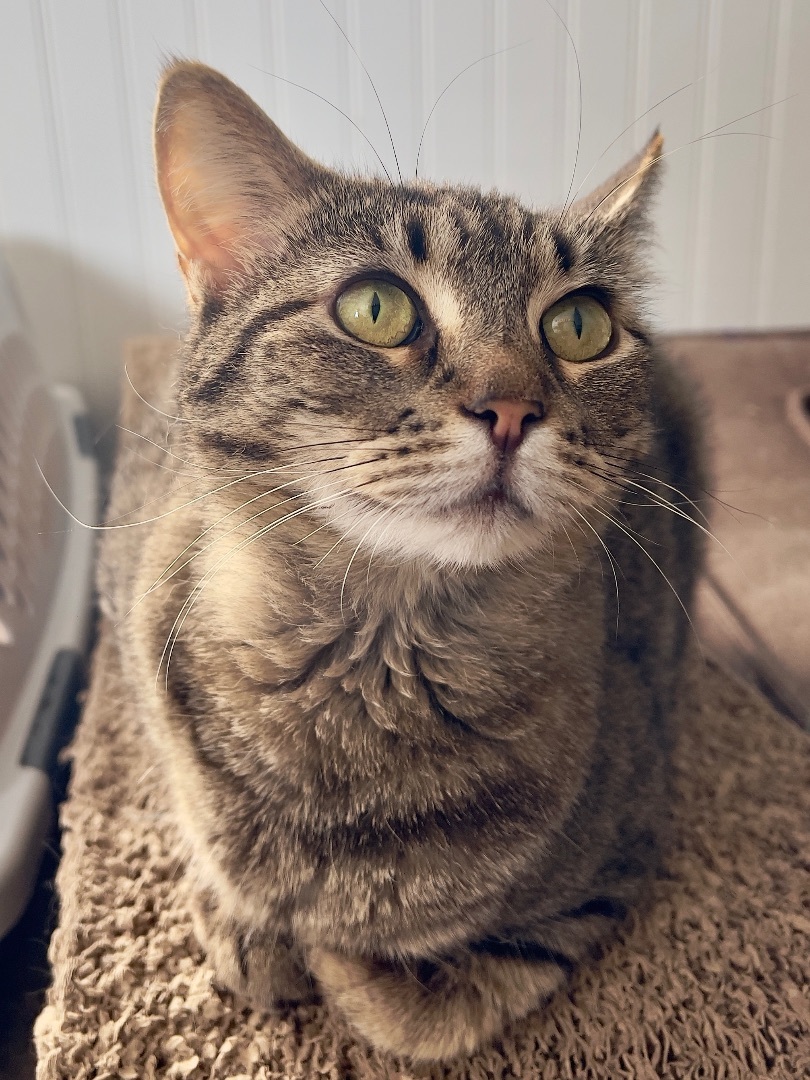 Enlarge Luna, a Adoptable mixed breed in Pasco, WA image 2/4