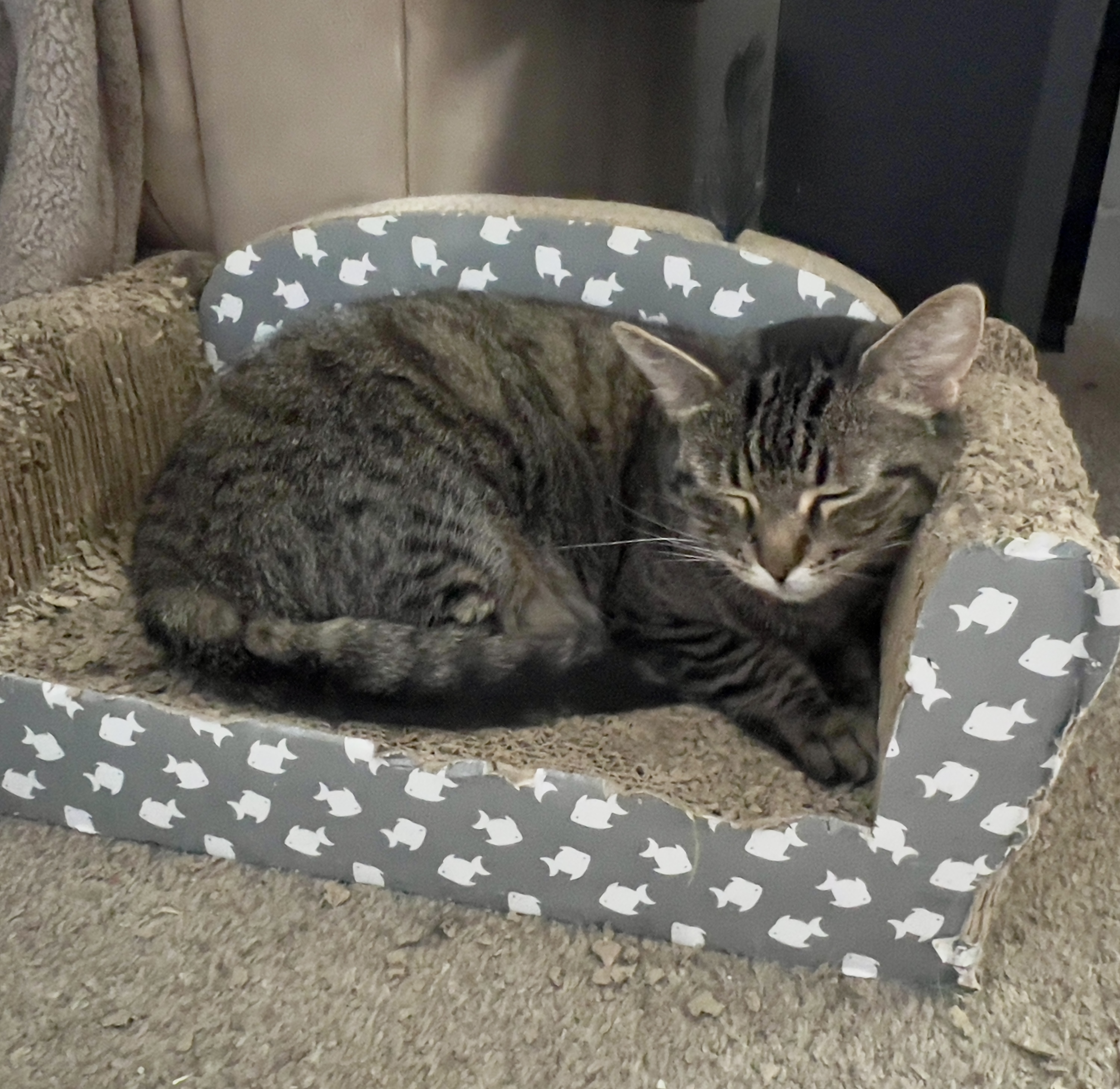 Enlarge Luna, a Adoptable mixed breed in Pasco, WA image 3/4