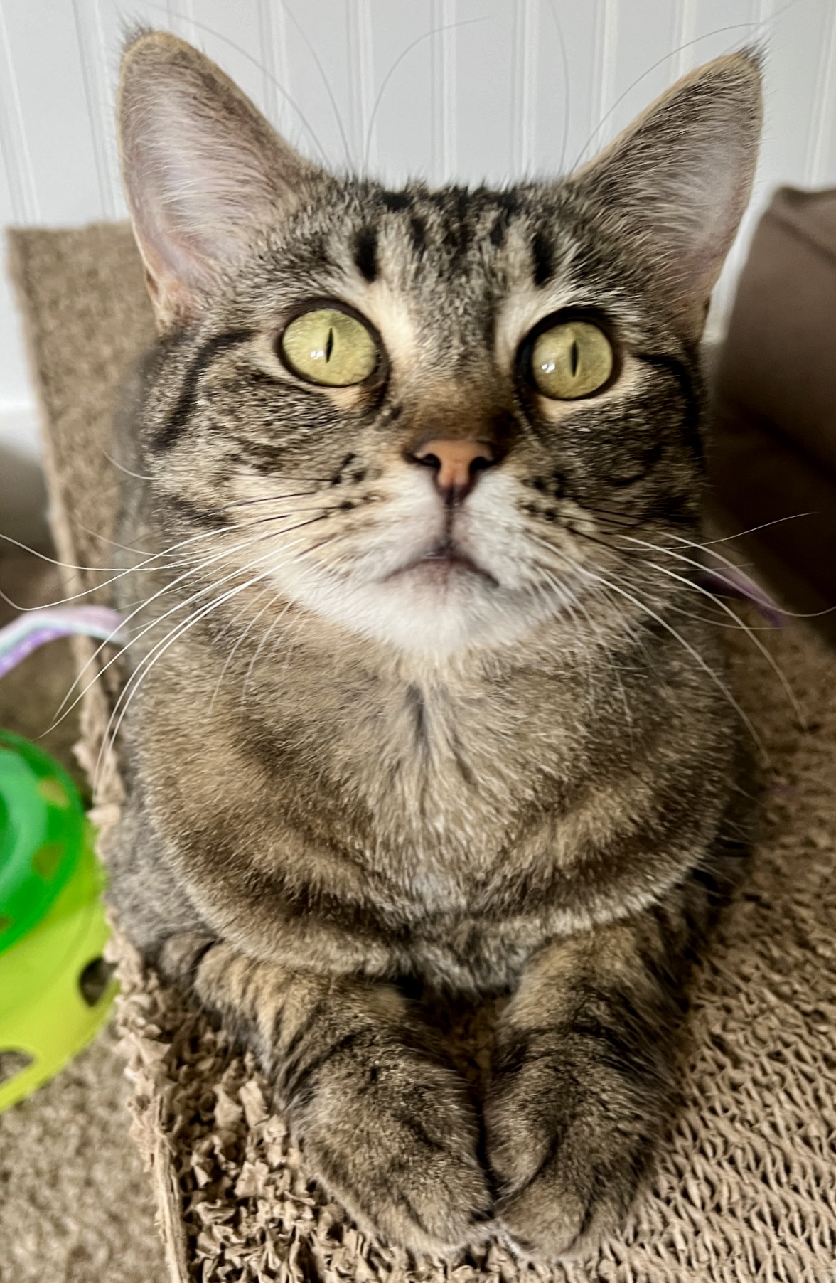 Enlarge Luna, a Adoptable mixed breed in Pasco, WA image 4/4