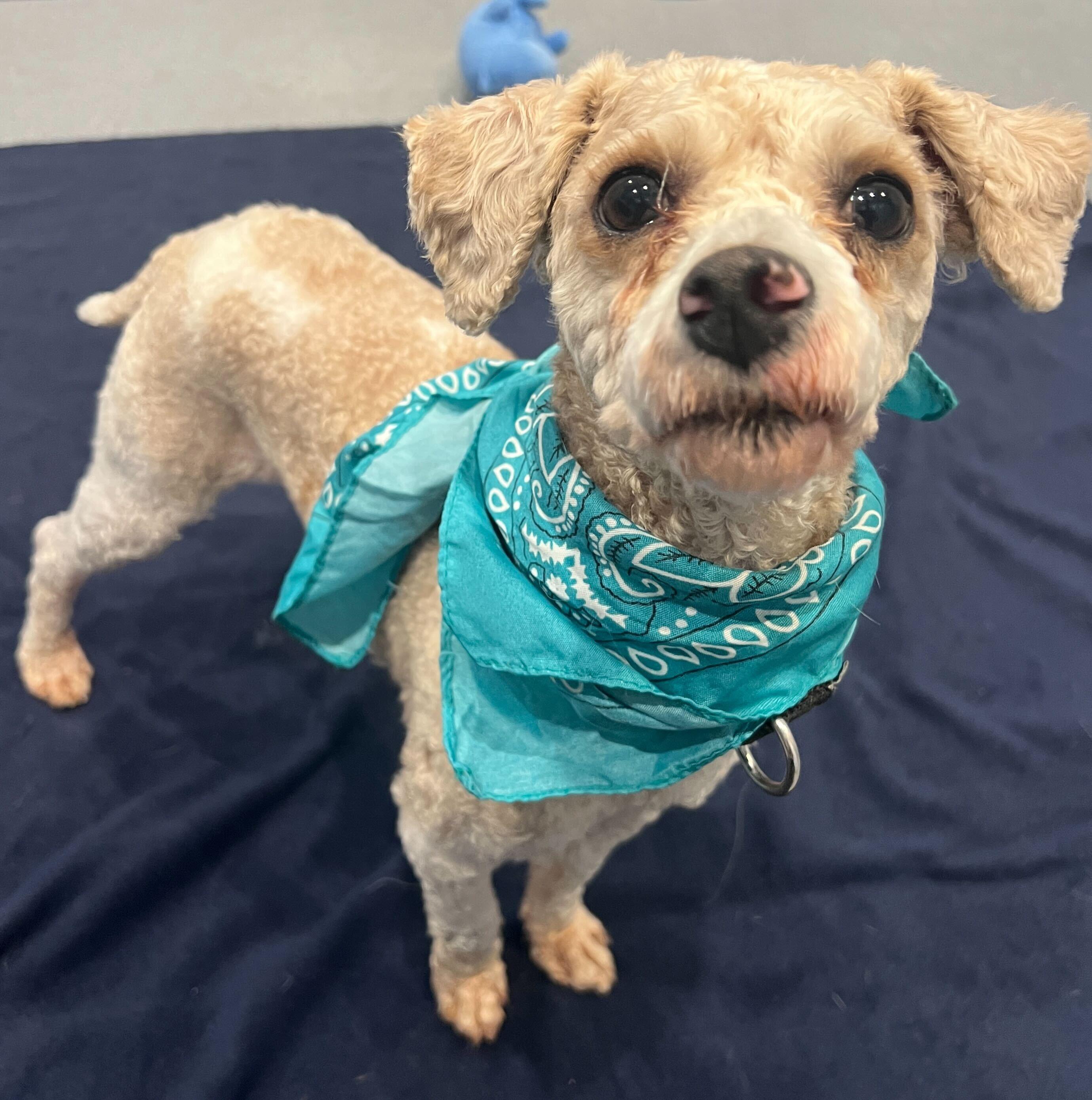 Theodore, adopted, Adult Male Poodle (Toy).