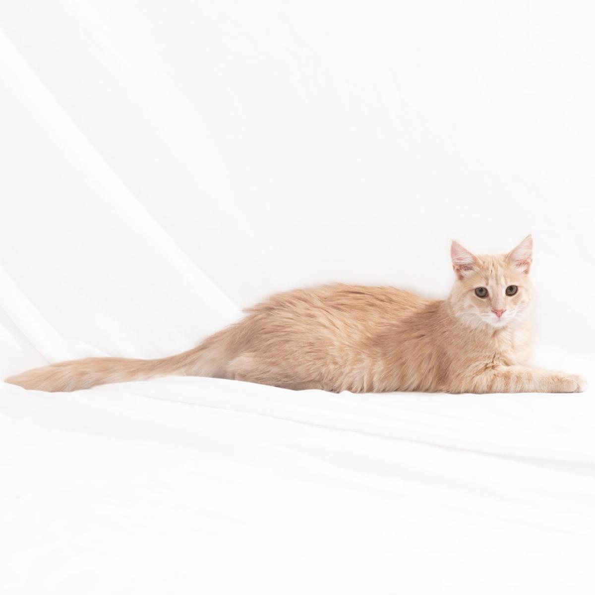 Chamomile, Adoptable, Young Female Domestic Medium Hair.