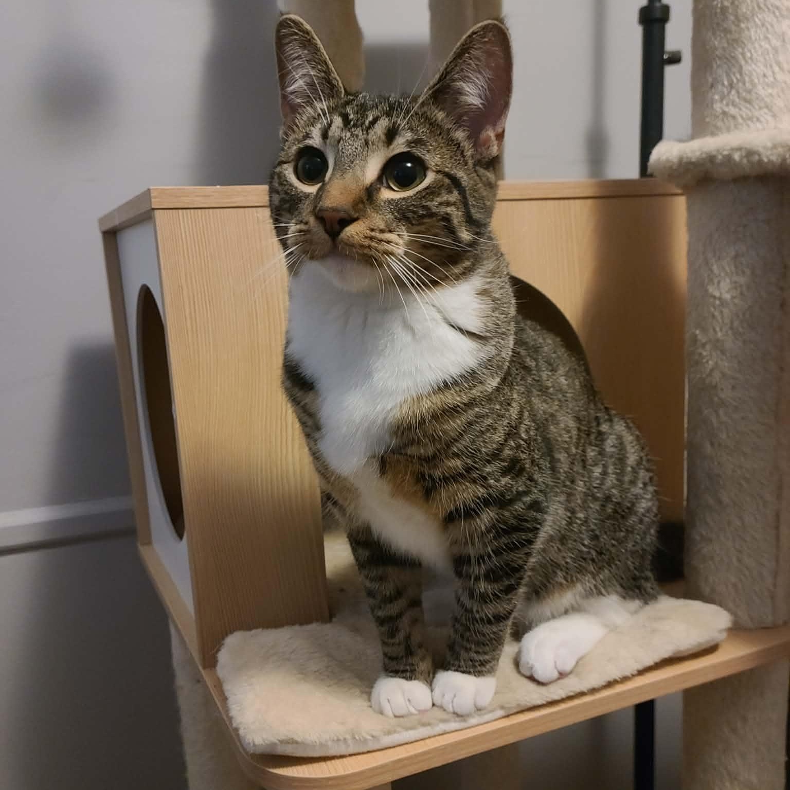 Malachor, a Adoptable Domestic Short Hair in Royal Oak, MI image 4/6