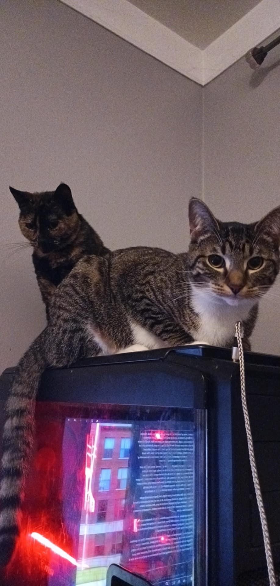 Malachor, a Adoptable Domestic Short Hair in Royal Oak, MI image 3/6