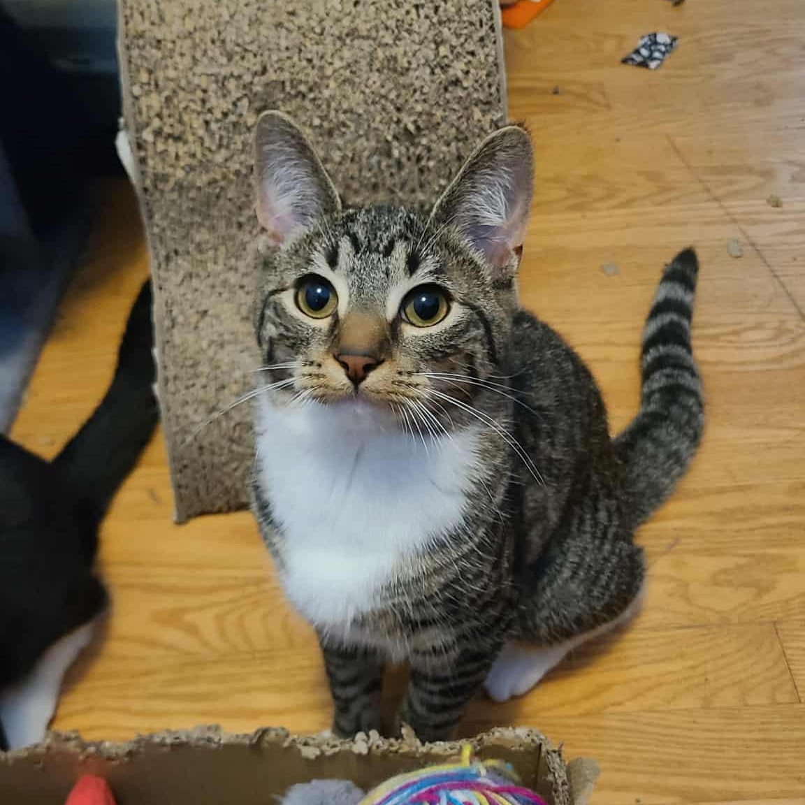 Malachor, a Adoptable Domestic Short Hair in Royal Oak, MI image 5/6