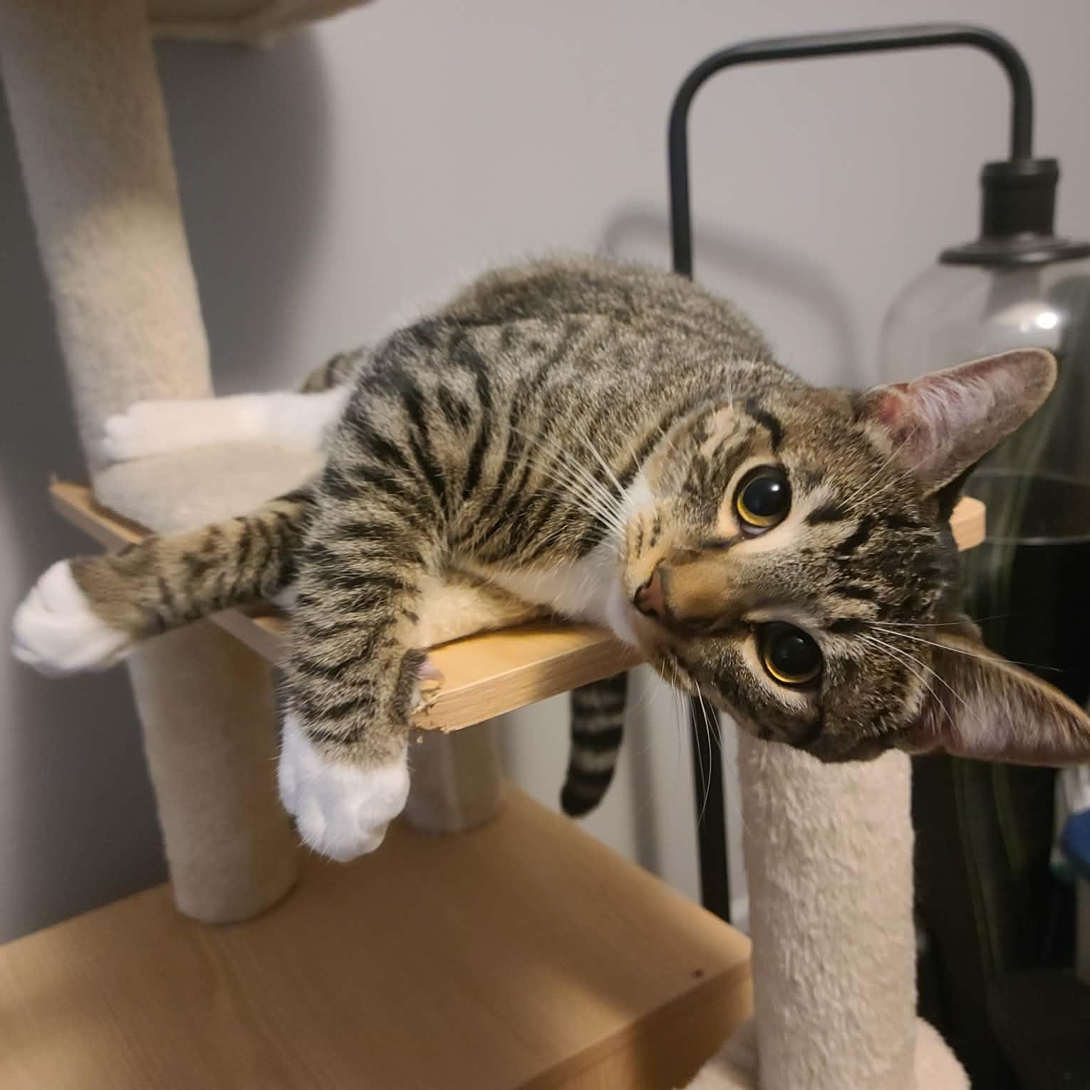 Malachor, a Adoptable Domestic Short Hair in Royal Oak, MI image 1/6